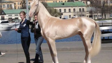 cm 42546 050e4ee806d048 Top 20 Most Beautiful Horses In The World - 1 house pets