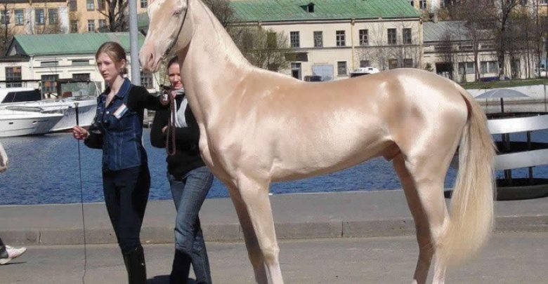cm 42546 050e4ee806d048 Top 20 Most Beautiful Horses In The World - most beautiful 1