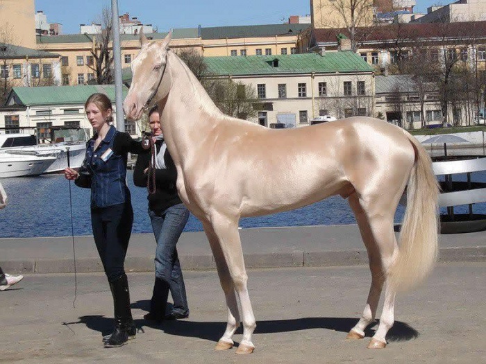 cm-42546-050e4ee806d048 Top 20 Most Beautiful Horses In The World