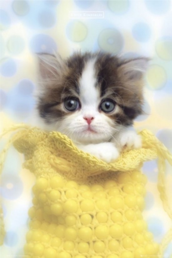 cute-cats-02 Top 30 Cutest Animals