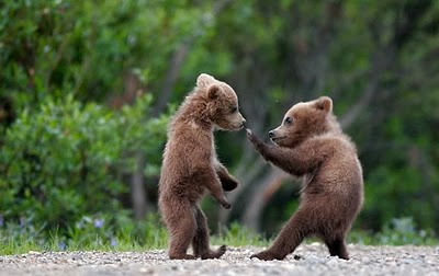 cute_bear_fight Top 30 Cutest Animals