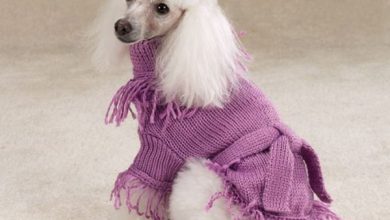 e Surely Your Animal Will Look Beautiful In Clothes - 8 dog breeds