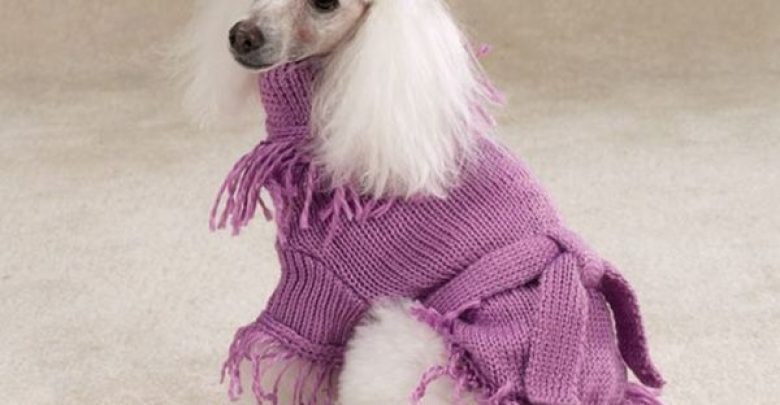 e Surely Your Animal Will Look Beautiful In Clothes - Pets 2