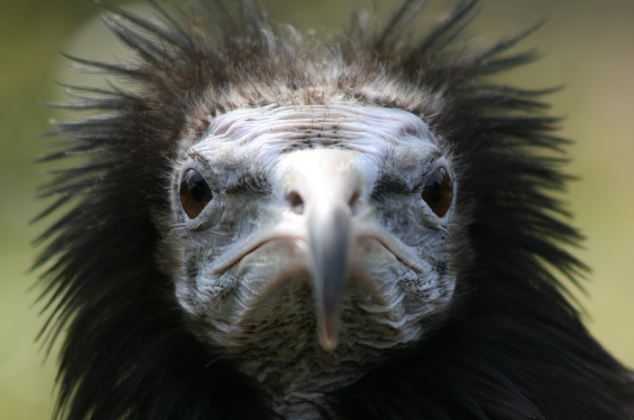 Top 15 Ugliest Animals 12 ugliest
