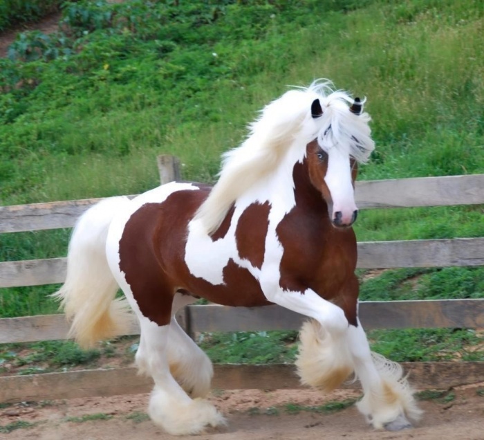 Top 20 Most Beautiful Horses In The World 12 fcXN5