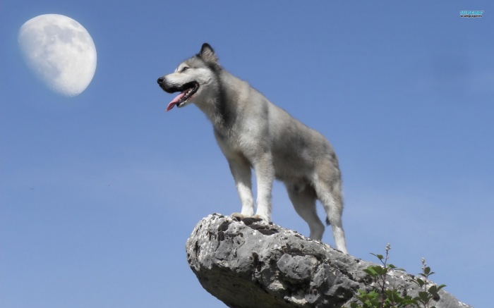 gray-wolf-hd-wallpaper Gray Wolf Is A Keystone Predator Of The Ecosystem