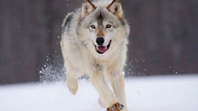 Gray Wolf Is A Keystone Predator Of The Ecosystem 206 gray wolf minnesota 1680x1050 Gray Wolf Is A Keystone Predator Of The Ecosystem - 9