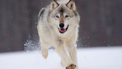 gray wolf minnesota 1680x1050 Gray Wolf Is A Keystone Predator Of The Ecosystem - 5