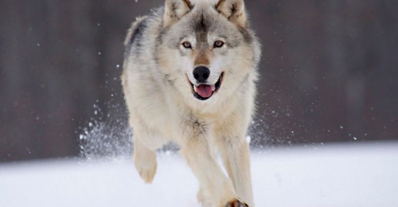 gray wolf minnesota 1680x1050 Gray Wolf Is A Keystone Predator Of The Ecosystem - wild 2