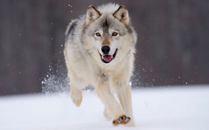gray_wolf_minnesota-1680x1050