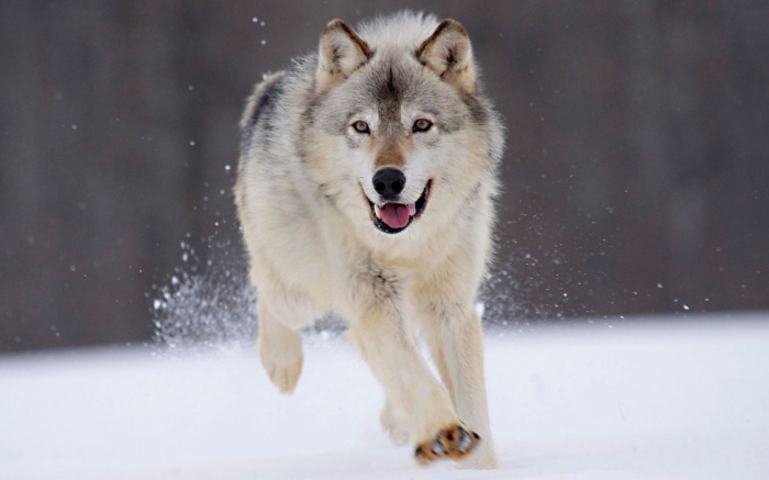 gray_wolf_minnesota-1680x1050 Gray Wolf Is A Keystone Predator Of The Ecosystem
