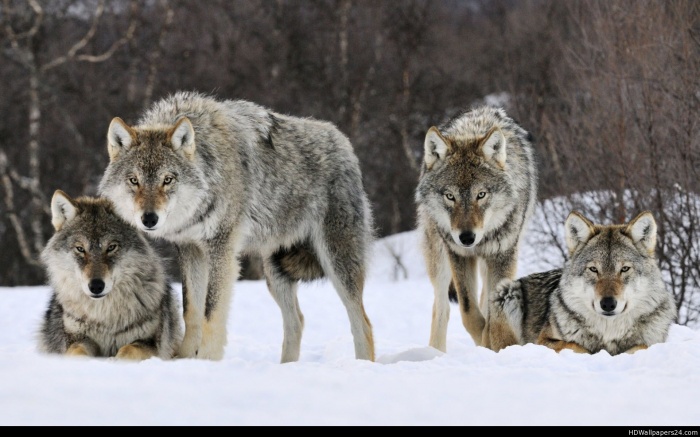 gray_wolves_norway-wide Gray Wolf Is A Keystone Predator Of The Ecosystem