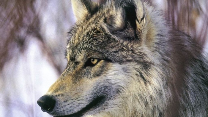 grey-wolf-desktop-nexus1 Gray Wolf Is A Keystone Predator Of The Ecosystem