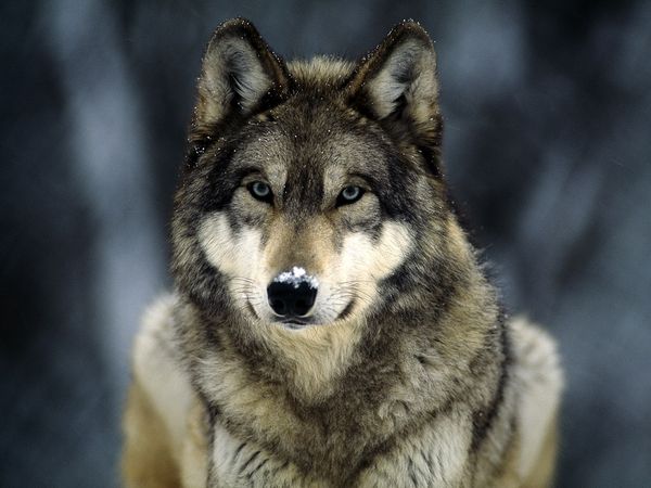 grey-wolf_565_600x450 Gray Wolf Is A Keystone Predator Of The Ecosystem