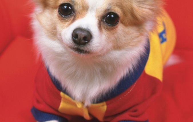 Surely Your Animal Will Look Beautiful In Clothes 3 i