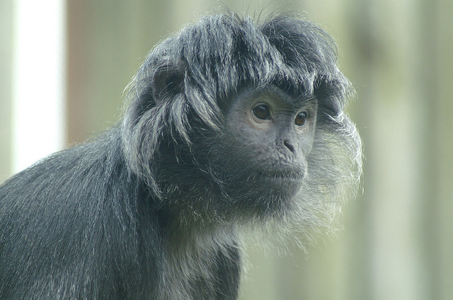 Top 15 Ugliest Animals 9 javanhair