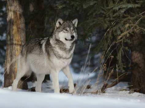 jim-and-jamie-dutcher-portrait-of-an-alpha-male-gray-wolf-canis-lupus-at-forest-s-edge Gray Wolf Is A Keystone Predator Of The Ecosystem
