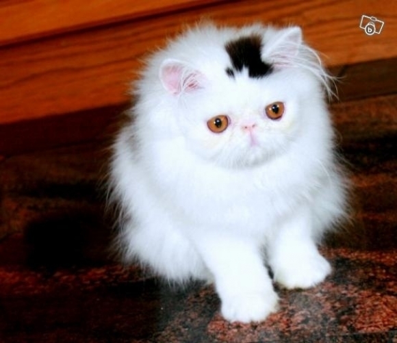 Top 30 Cutest Animals 27 l-Just-a-cat-with-a-top-hat