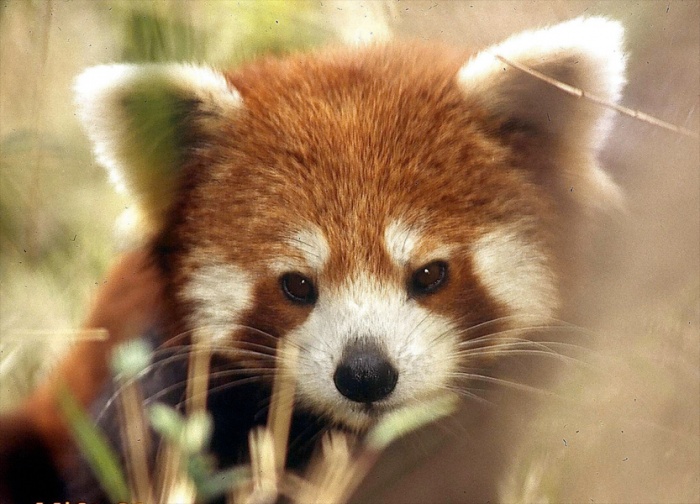 main-panda-fat The Red Pandas Are Generally Quiet Except Some Tweeting Or Whistling Communication Sounds
