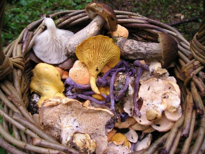 mashroom