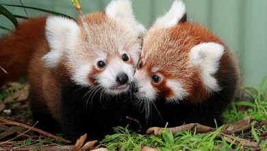 tumblr lk8708vALl1qi81ioo1 500 The Red Pandas Are Generally Quiet Except Some Tweeting Or Whistling Communication Sounds - 41