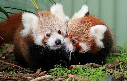 tumblr_lk8708vALl1qi81ioo1_500 The Red Pandas Are Generally Quiet Except Some Tweeting Or Whistling Communication Sounds