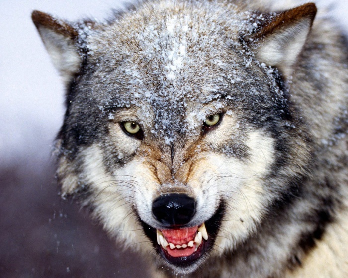 tumblr_lw0d94L6Bc1qg6uvho1_1280 Gray Wolf Is A Keystone Predator Of The Ecosystem