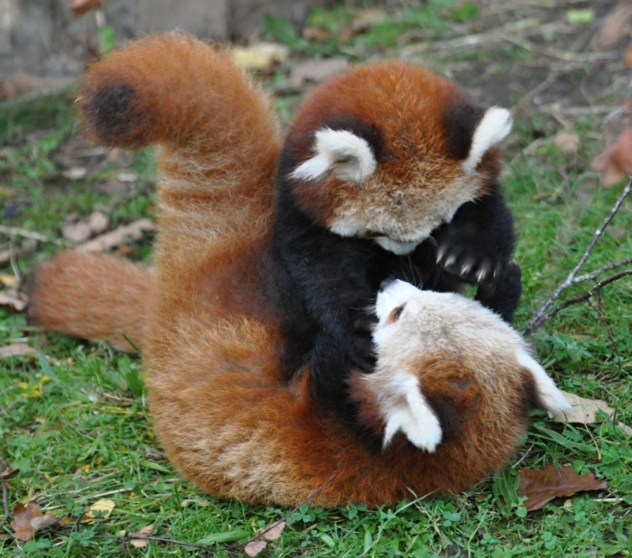 The Red Pandas Are Generally Quiet Except Some Tweeting Or Whistling Communication Sounds 3 tumblr_mdxdhyPG4c1rk4xuso1_1280
