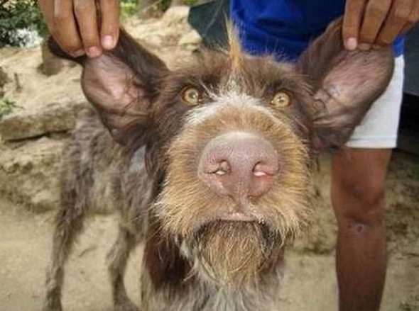 Top 15 Ugliest Animals 10 ugliest dog in the world