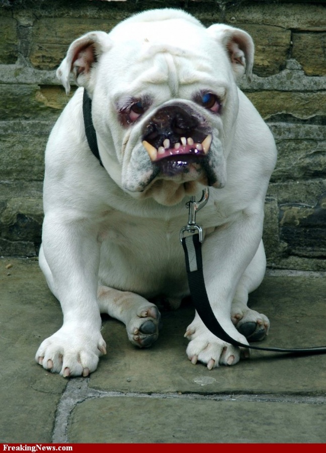 Top 15 Ugliest Animals 6 ugly bulldog