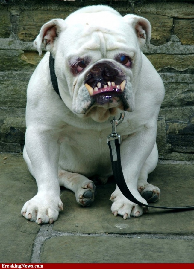 ugly-bulldog Top 15 Ugliest Animals