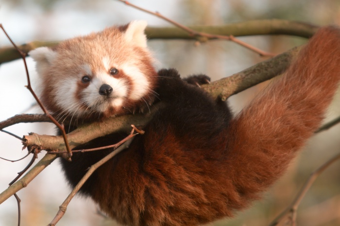 url The Red Pandas Are Generally Quiet Except Some Tweeting Or Whistling Communication Sounds