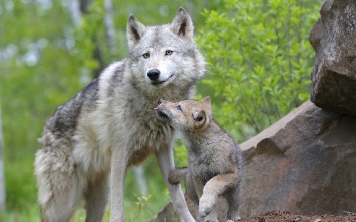 wolf-and-cub-wallpapers.1680x1050 Gray Wolf Is A Keystone Predator Of The Ecosystem