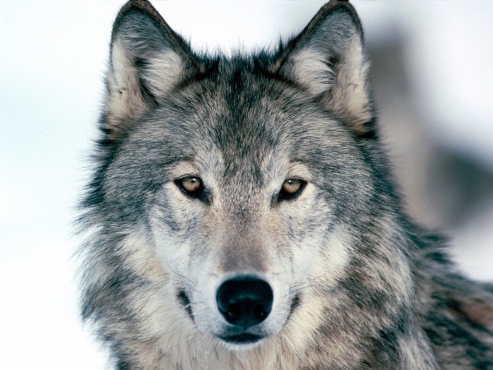 wolf-gray-color-beautiful-kewl1 Gray Wolf Is A Keystone Predator Of The Ecosystem