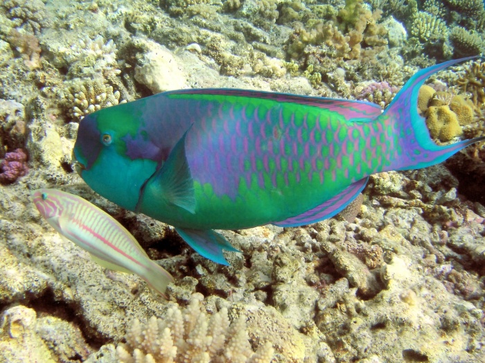 10.-rainbow-parrot-fish Top 24 Unique Colorful Creatures Around The World