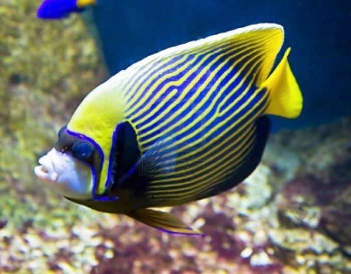 14778060-tropical-fish-fish-emperor-or-fish-angel-latin-name-pomacanthus-imperator-blue-and-yellow-colours Top 24 Unique Colorful Creatures Around The World