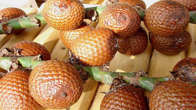 Aguaje Fruit it can be used to treat burns