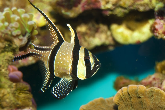 Banggai-Cardinal-Fish Top 24 Unique Colorful Creatures Around The World