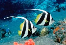 Beautiful Sea Fish 11 Top 24 Unique Colorful Creatures Around The World - 9 ESA Cat