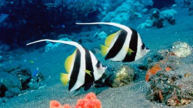 Beautiful Sea Fish 11 Top 24 Unique Colorful Creatures Around The World - 8