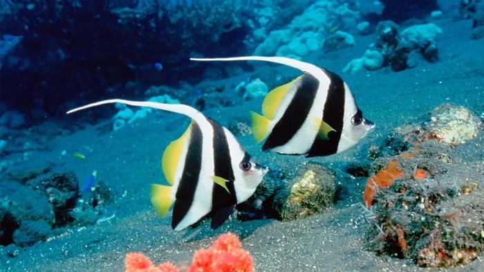 Beautiful Sea Fish 11 Top 24 Unique Colorful Creatures Around The World - 1 Unique Colorful Creatures