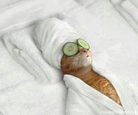 Funny Cat at Beautiparlour