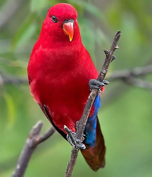 Lori-Parrot Top 24 Unique Colorful Creatures Around The World