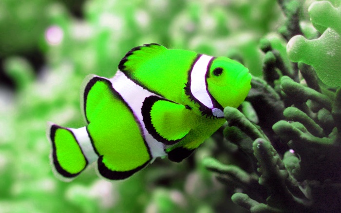 amazing-colorful-fish-wallpaper-hd-backgrounds1 Top 24 Unique Colorful Creatures Around The World