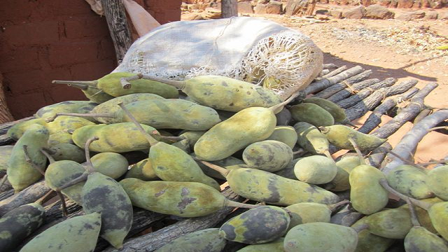 baobab-fruit 23 Weird Fruits Which You Probably Have Never Eaten Before, But Should