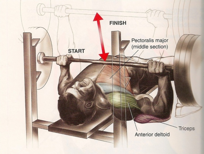 10 MMA Workouts to Achieve Fitness 16 bench press hamiliton 2