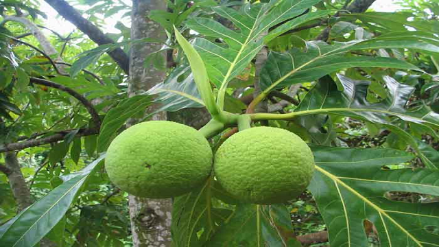 Breadfruit it is a good source of vitamin C, potassium and thiamin