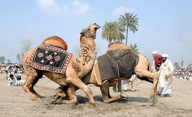 Camel Wrestling