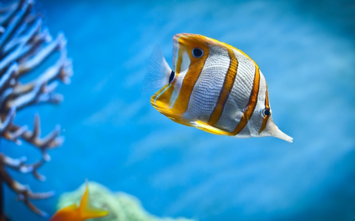 colorful_fishes109