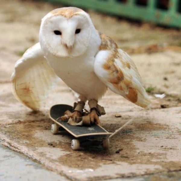 funny-animal-3-owl-skateboard Top 24 Funny And Laughable Animals